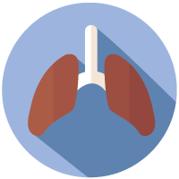 Lungs